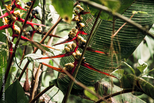 Vibrant Heliconia in Ecuadorian Rainforest