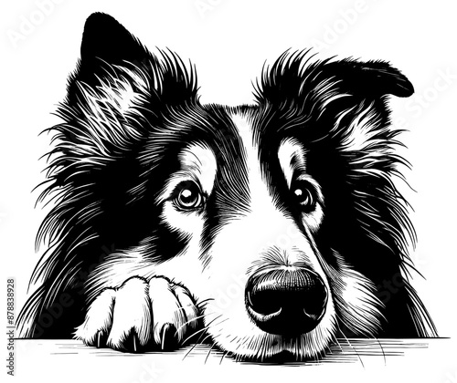Hand drawn cute peeking Rough Collie, vector sketch isolated on transparent background.	