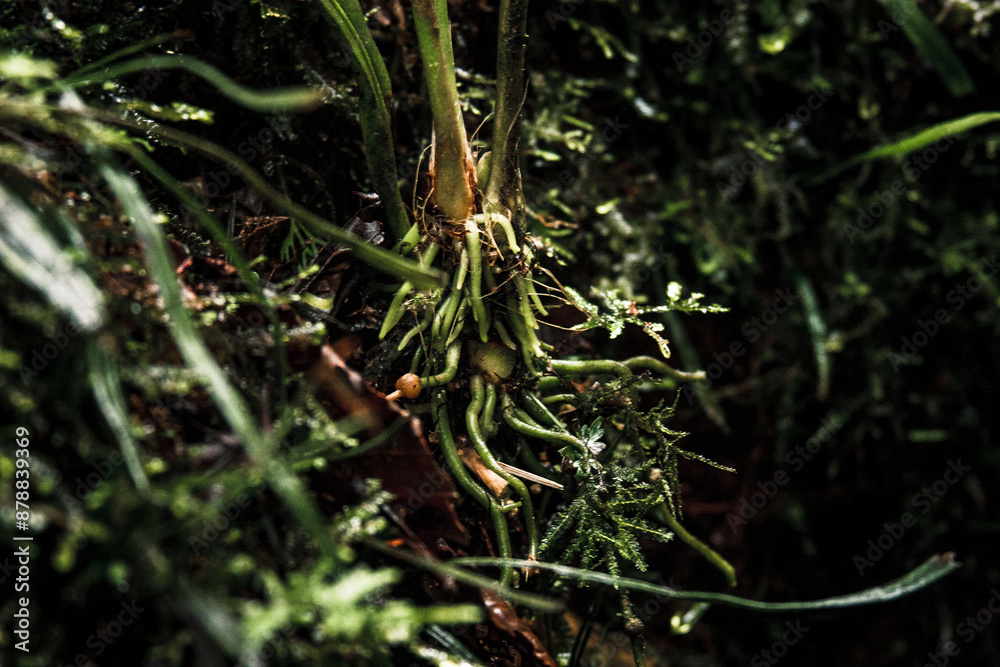 Tropical Plant Roots in Buenaventura Reserve Ecuador Tropical Plant Roots in Buenaventura Reserve Ecuador