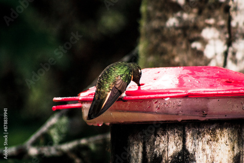 Hummingbird Feeding at Buenaventura Tropical Reserve Ecuador photo