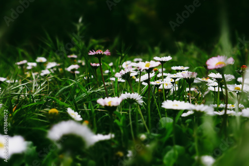 Beautiful natural backdrop of green grass and white wild growing daisies on a lawn low angle view. A forest, rural land wallpaper Surrealistic flowers photo