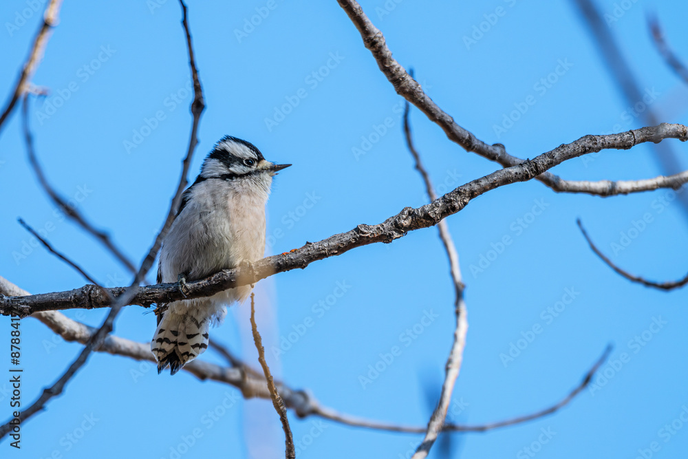 Downy woodpecker perched in a tree. Downy woodpecker perched in a tree.