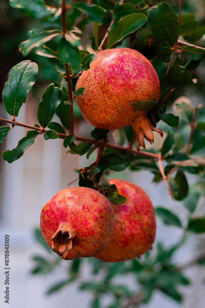 A wild pomegranate hanging from a branch, showcasing the vibrant beauty of nature. A wild pomegranate hanging from a branch, showcasing the vibrant beauty of nature.