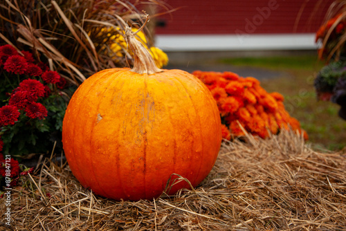 Pumpkins with flower in fall