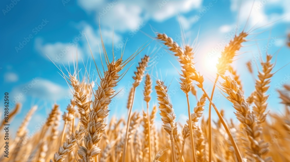 Golden Wheat Field Under Sunny Sky Golden Wheat Field Under Sunny Sky