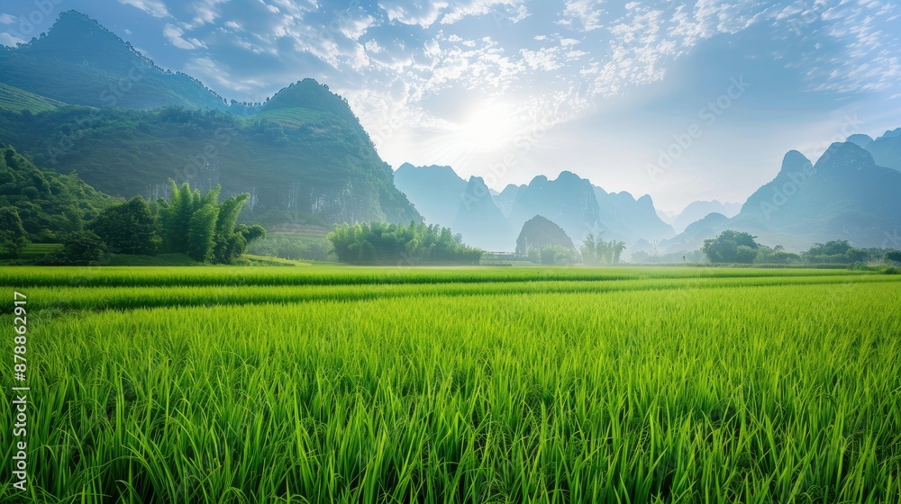 Misty Mountain Landscape with Lush Green Rice Paddy Field Misty Mountain Landscape with Lush Green Rice Paddy Field