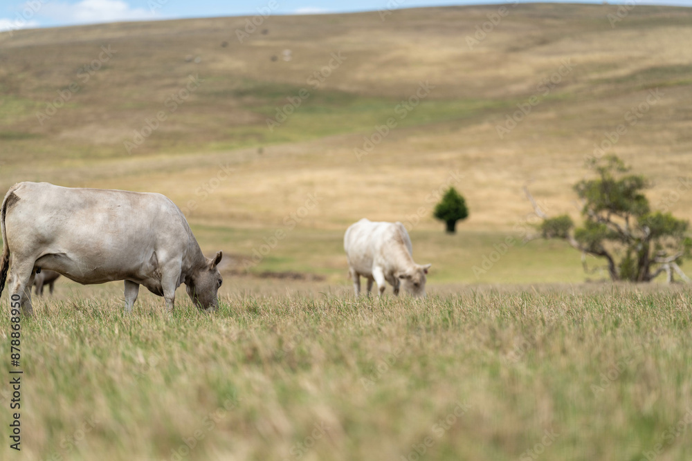 beautiful cattle in Australia eating grass, grazing on pasture. Herd of cows free range beef being regenerative raised on an agricultural farm. Sustainable farming beautiful cattle in Australia eating grass, grazing on pasture. Herd of cows free range beef being regenerative raised on an agricultural farm. Sustainable farming