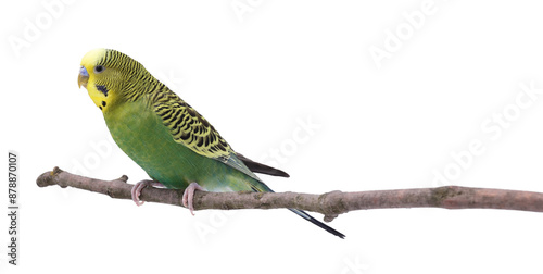 Bright parrot on tree branch against white background. Exotic pet