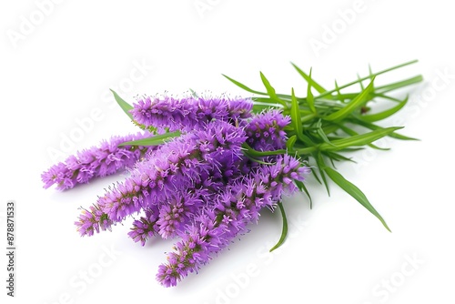 Liatris Flower Isolated on White Background