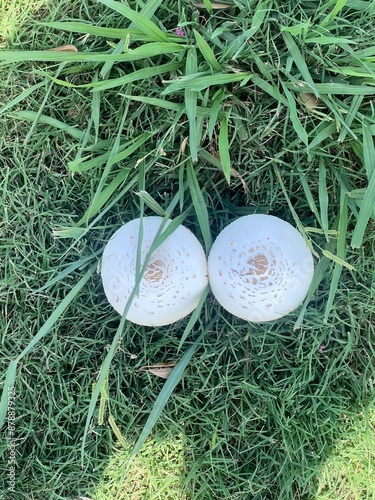 two mushrooms in the grass photo