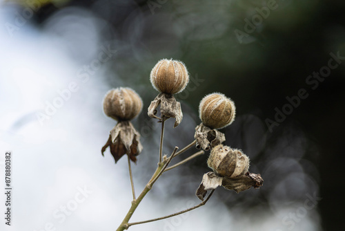 枯れ芙蓉 photo