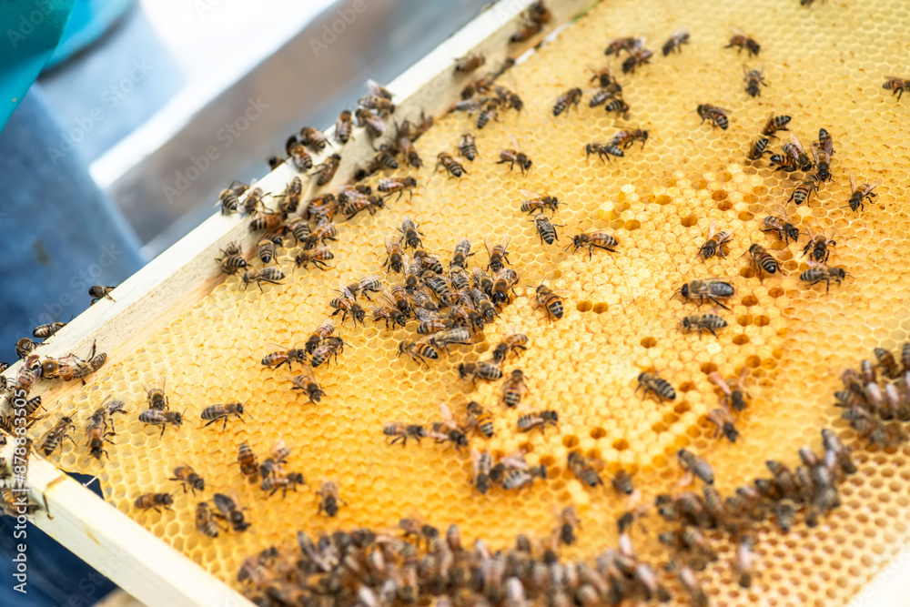 Honey bees working on a honeycomb frame Honey bees working on a honeycomb frame