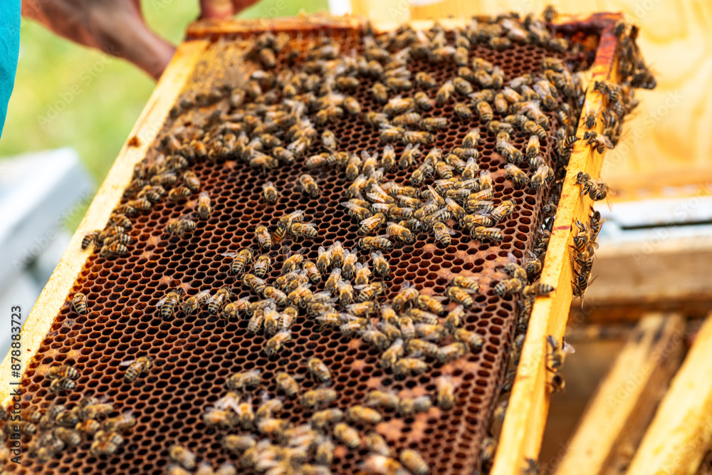 Close up of honeycomb frame covered in bees Close up of honeycomb frame covered in bees