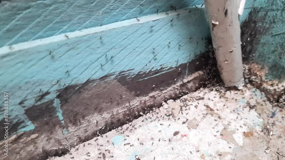 Colony of ants. A path of black ants. Ants in the building of a private house Colony of ants. A path of black ants. Ants in the building of a private house