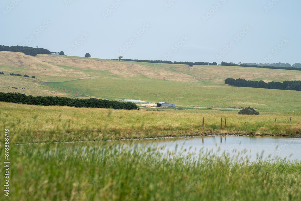 tall grass with seed heads around a dam on a beautiful sustainable agriculture farm in summer in australia tall grass with seed heads around a dam on a beautiful sustainable agriculture farm in summer in australia