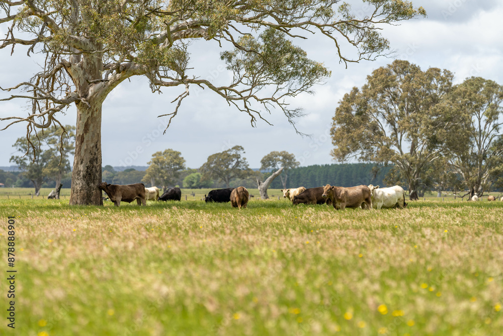 Fototapeta premium Stud Angus, wagyu, Murray grey, Dairy and beef Cows and Bulls grazing on grass and pasture in a field. The animals are organic and free range, being grown on an agricultural farm in Australia.