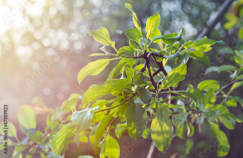 A tree branch with freshly blossomed green leaves in front of blurred silhouettes of trees flooded with warm spring sunlight