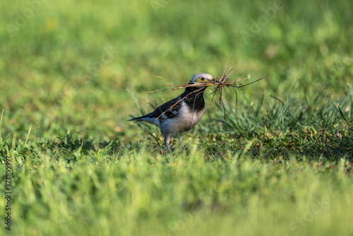 A Black-collared Starling bird holding branches