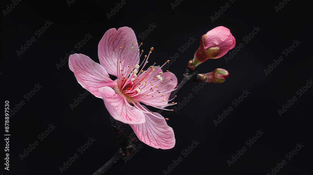 Photo of beautiful Vinca flower isolated on black background. Vinca flower, beautiful Vinca, Vinca on black background, flower isolated, black background, single flower, floral isolation, Photo of beautiful Vinca flower isolated on black background. Vinca flower, beautiful Vinca, Vinca on black background, flower isolated, black background, single flower, floral isolation,