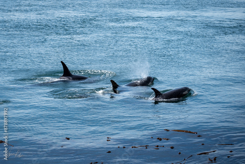 Pod of Orcas