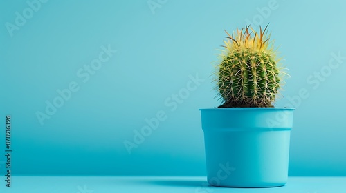 Small homemade cactus in plastic pot on blue background