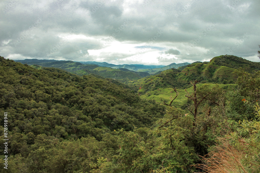 Fototapeta premium Rain forest in a cloudy day