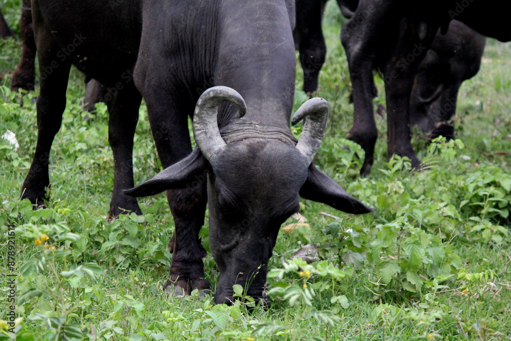 close up shot of buffalo italian buffalo and indian buffalo in grass field 4k close up shot of buffalo italian buffalo and indian buffalo in grass field 4k