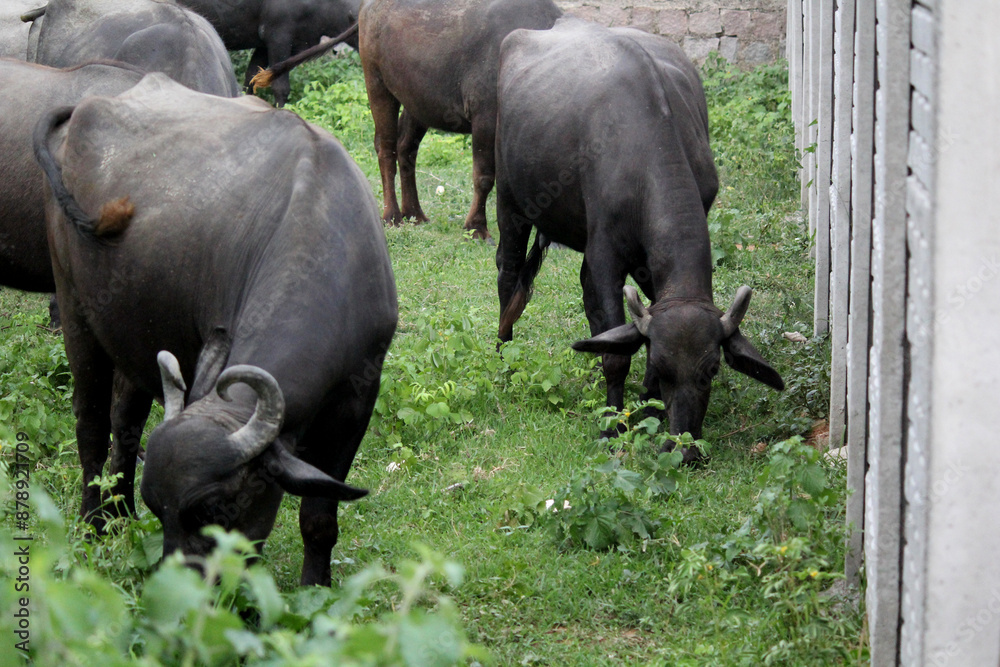 close up shot of buffalo italian buffalo and indian buffalo in grass field 4k close up shot of buffalo italian buffalo and indian buffalo in grass field 4k