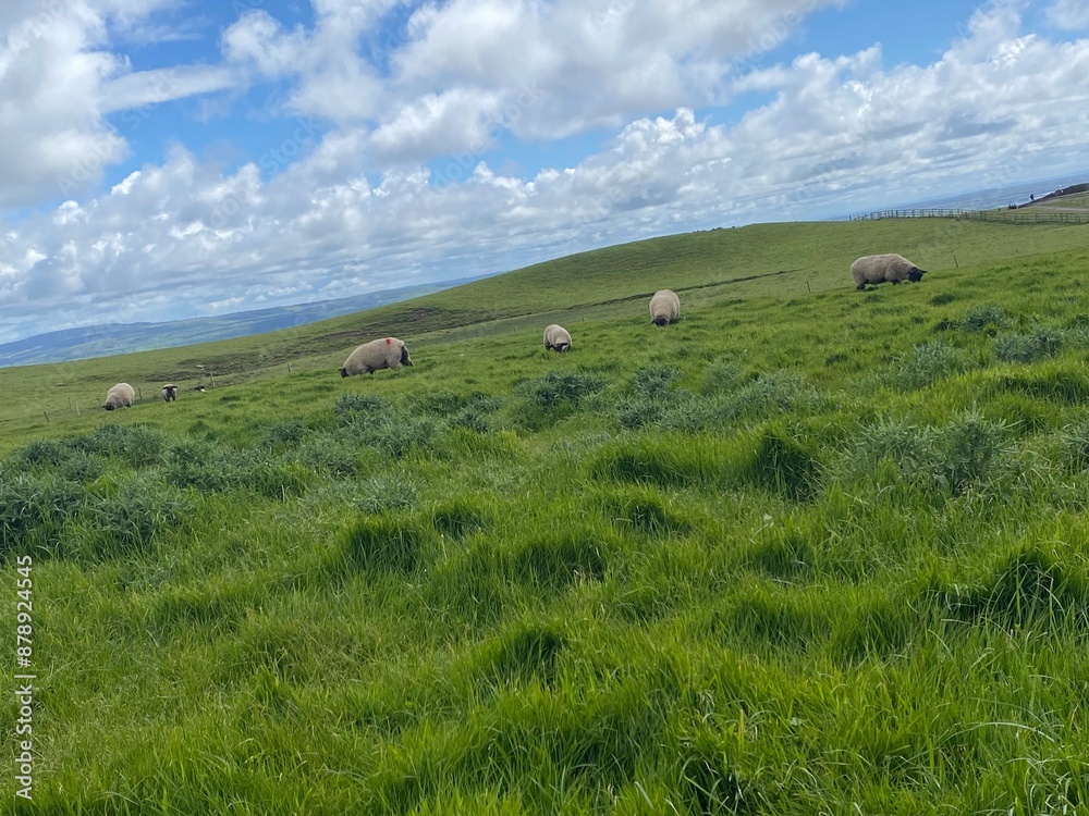Obraz premium Sheep in pasture