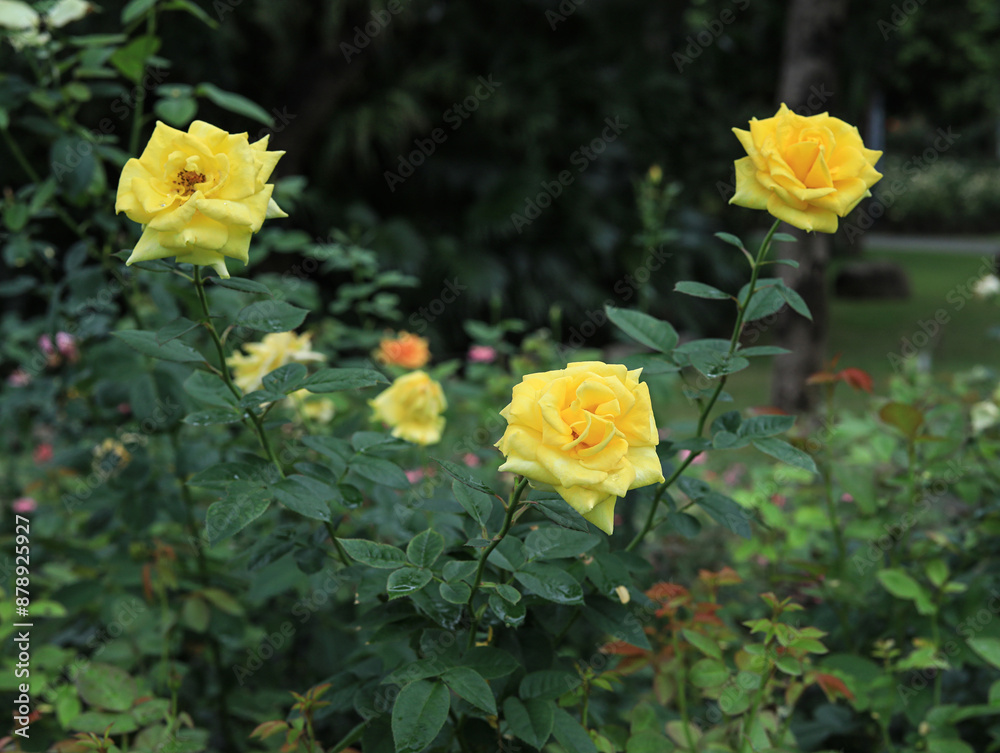 rose in the garden rose in the garden