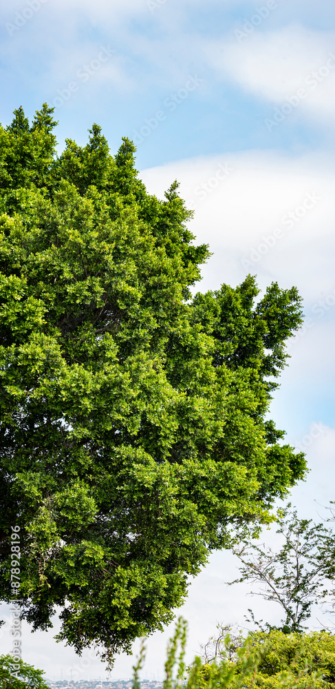 Fototapeta premium arbol laurel, arbol, verde, follaje, paisaje, bosque, parque