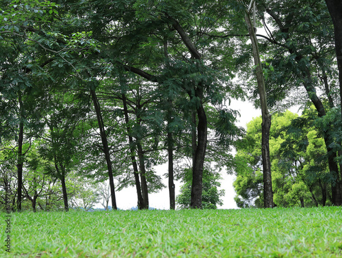 The green lawn and trees in the park