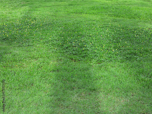 green grass background