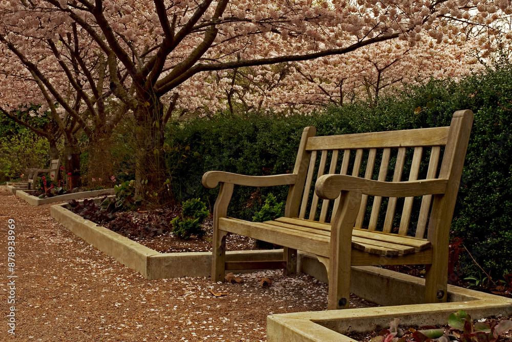 A lonely park bench under a flowering ornamental cherry tree in spring_03152010_0221. A lonely park bench under a flowering ornamental cherry tree in spring_03152010_0221.