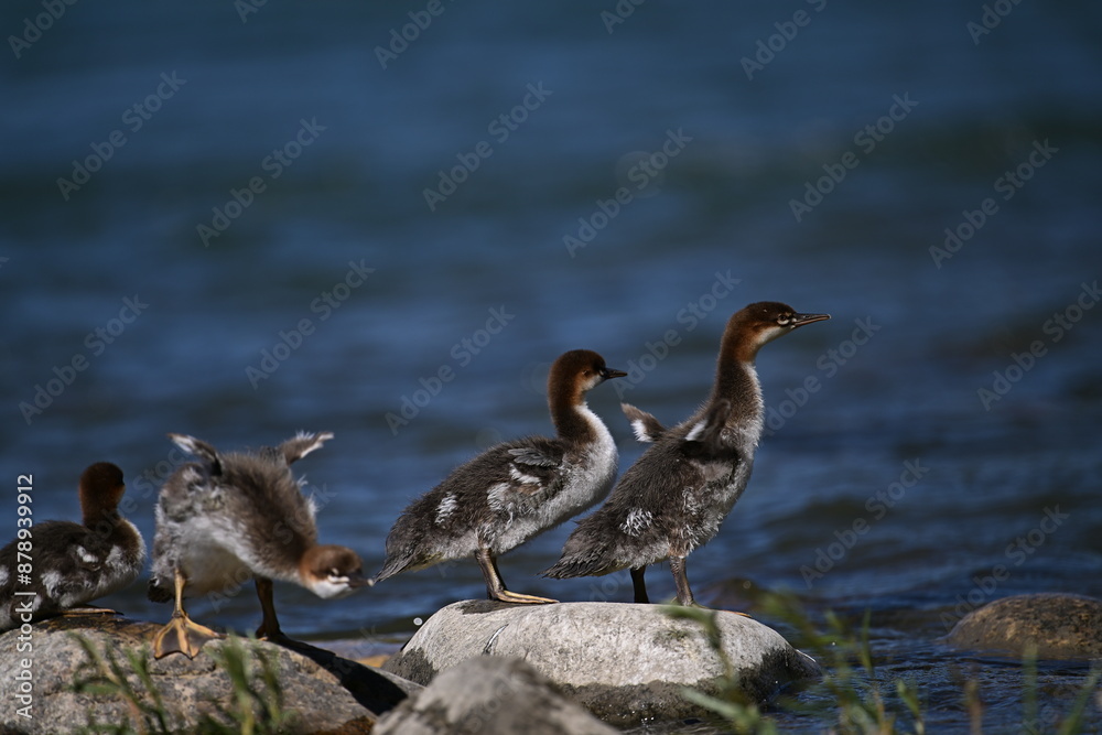 COMMON MERGANSER Duck and ducklings