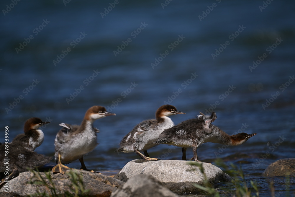 COMMON MERGANSER duck and ducklings COMMON MERGANSER duck and ducklings