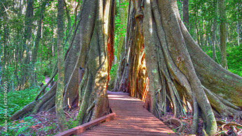 A Walk through the Giant Fig