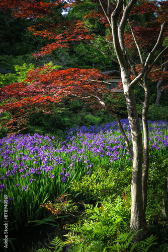 Iris garden at the Nezu Museum famous for six panels by Ogata Korin in Tokyo, Japan. May 2, 2024