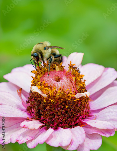 Bee on Flower