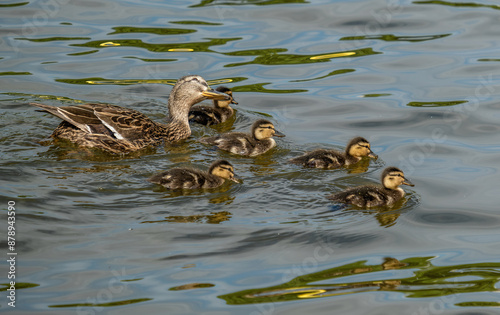 A duck with ducklings swims on the water of the lake.