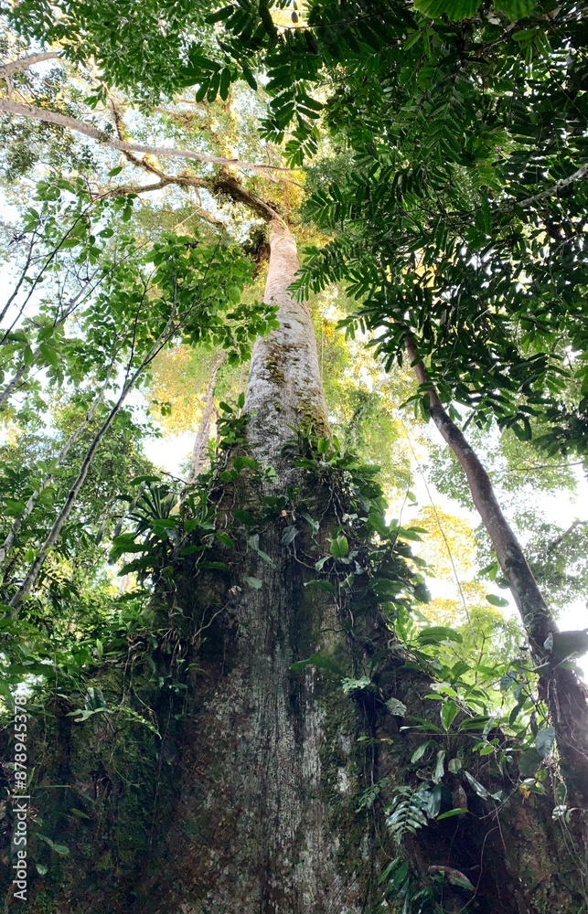 Fototapeta premium Tree