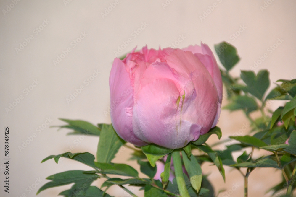 Obraz premium China, Suzhou, Fisherman's Garden, peony bloom 