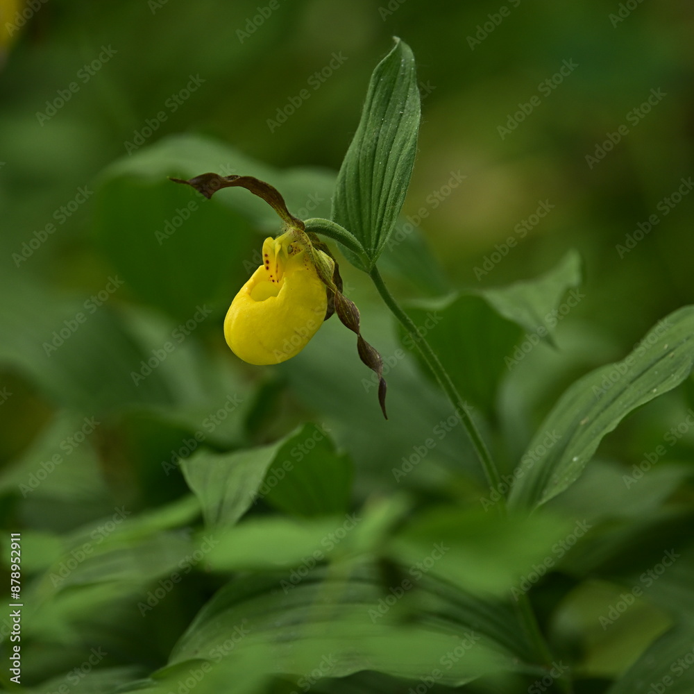 Obraz premium YELLOW LADY'S SLIPPER