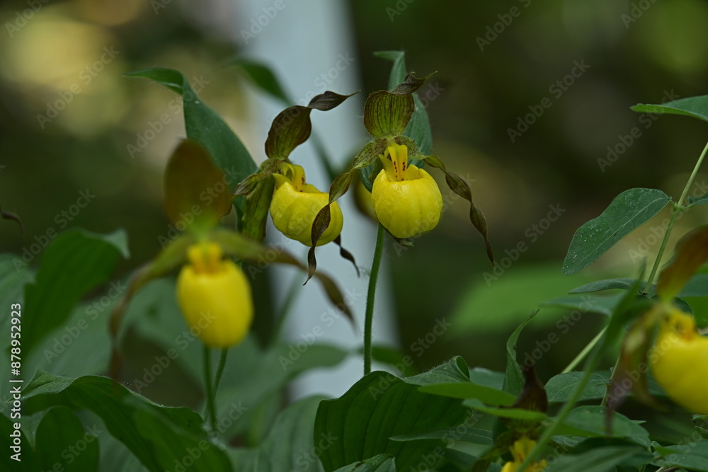 Obraz premium YELLOW LADY'S SLIPPER