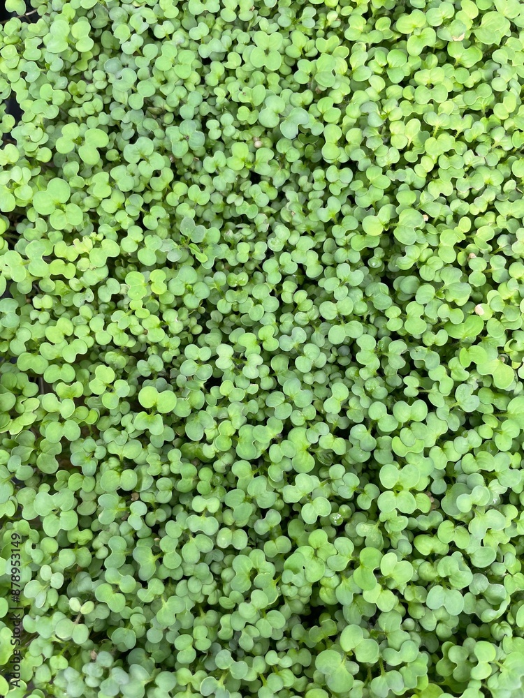 Microgreens in greenhouse Microgreens in greenhouse