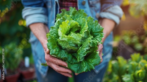 Hands holding a fresh, green lettuce in a garden. Organic farming and gardening concept, showcasing healthy, homegrown produce.