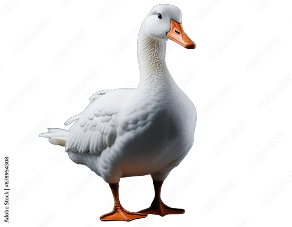 Goose isolated on white background transparent png Goose isolated on white background transparent png