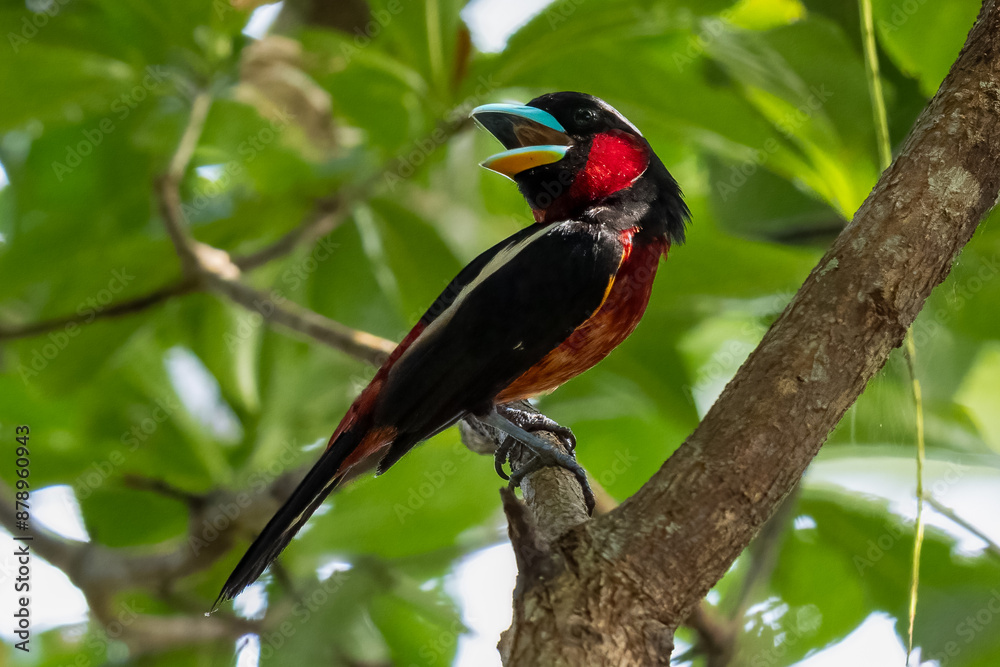 The beauty of Black and red Broadbill in nature in Thailand. The beauty of Black and red Broadbill in nature in Thailand.