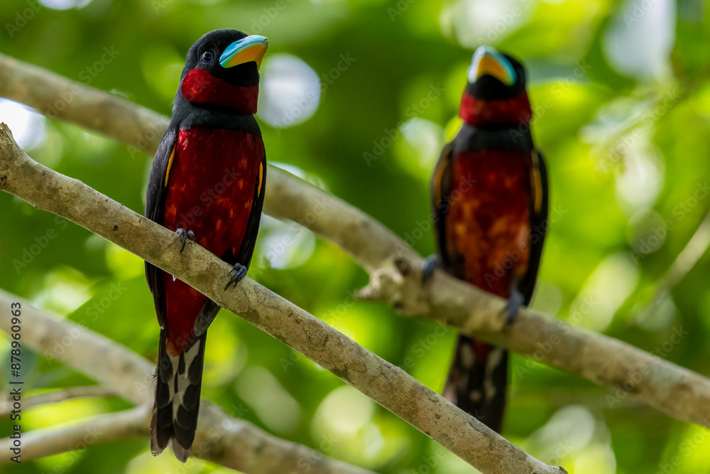 Obraz premium The beauty of Black and red Broadbill in nature in Thailand.