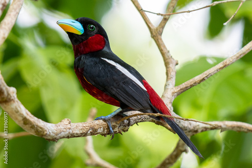 The beauty of Black and red Broadbill in nature in Thailand. © sinhyu